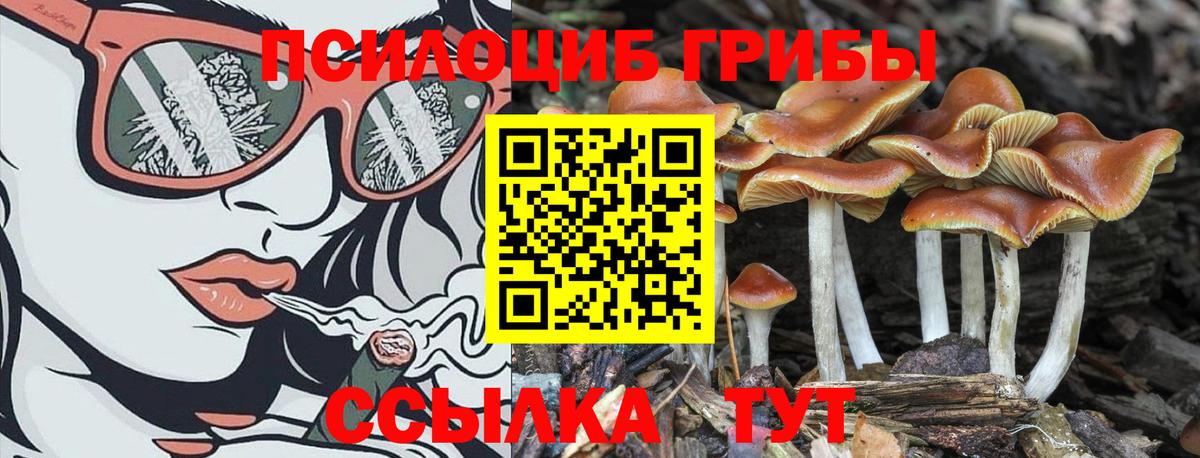 Галлюциногенные грибы Psilocybe Кандалакша